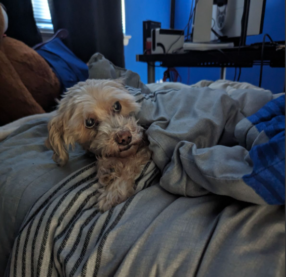 When Pets Earn Their Spot on the Couch